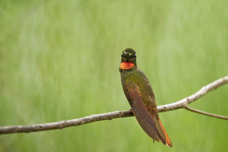 Brazilian Ruby male