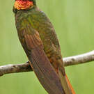 Colibri rubis-émeraude