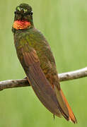 Colibri rubis-émeraude
