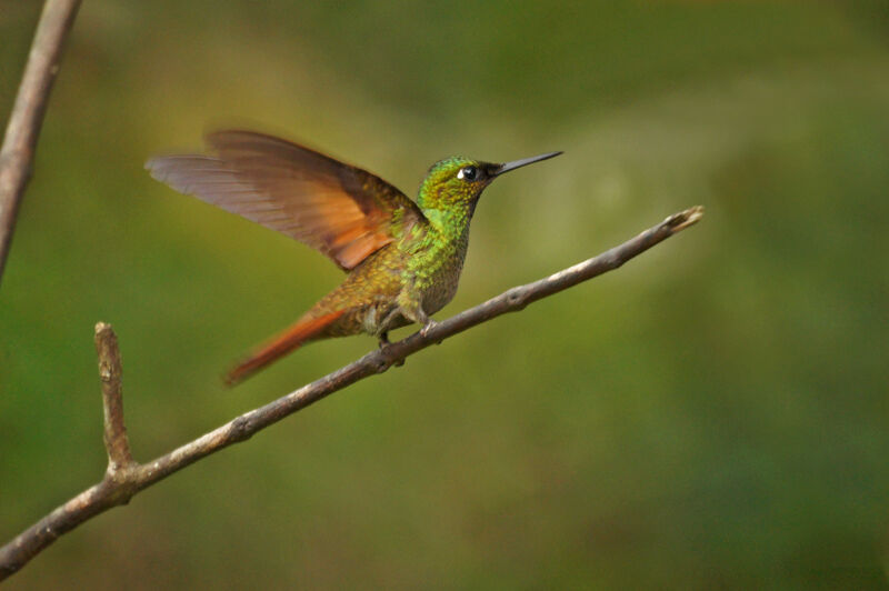 Colibri rubis-émeraude