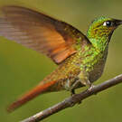 Colibri rubis-émeraude