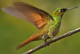 Colibri rubis-émeraude