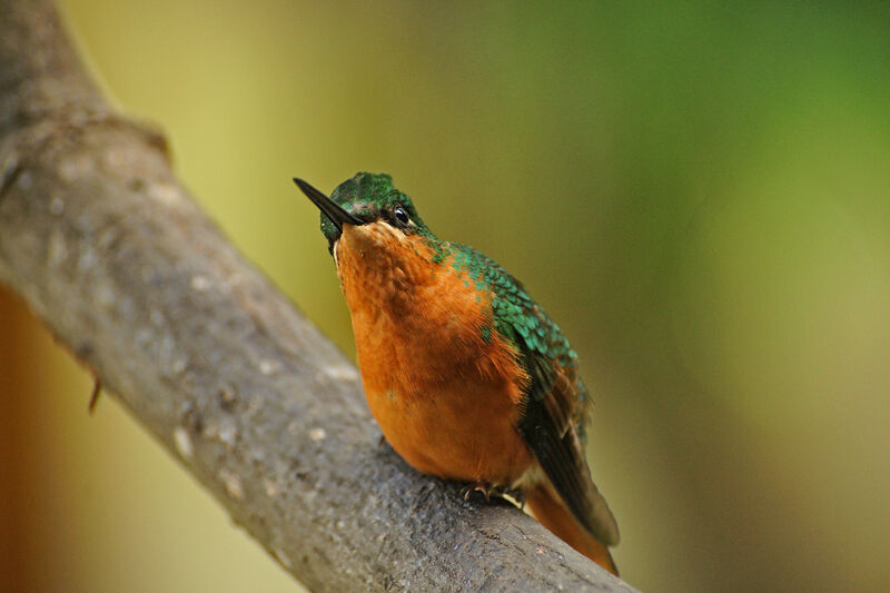 Brazilian Ruby female