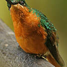 Colibri rubis-émeraude