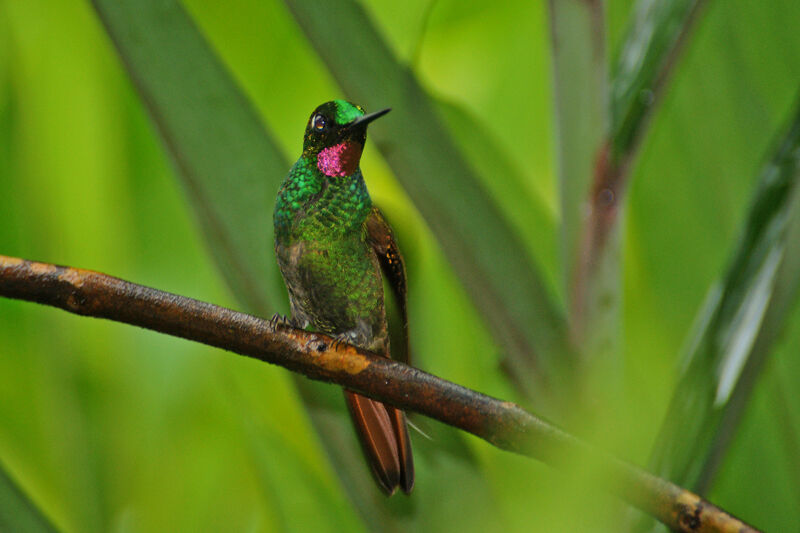 Colibri rubis-émeraude mâle