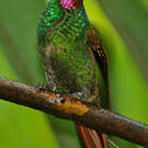 Colibri rubis-émeraude