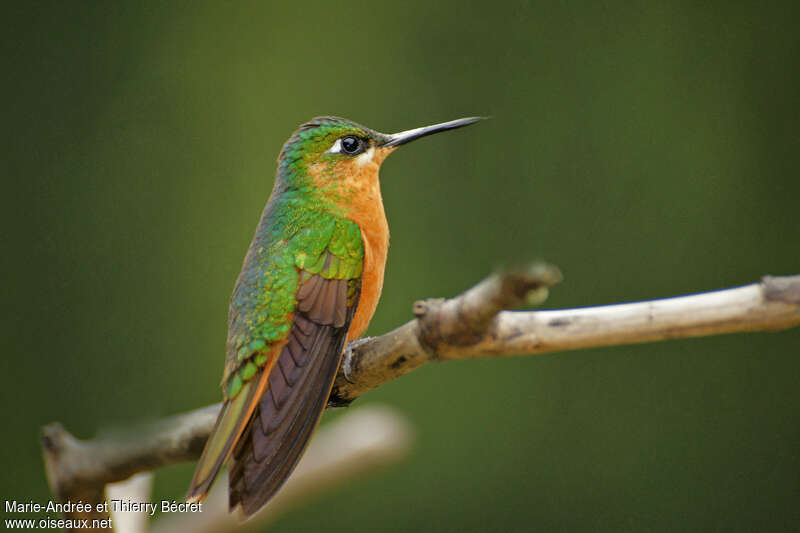 Colibri rubis-émeraude femelle adulte, identification