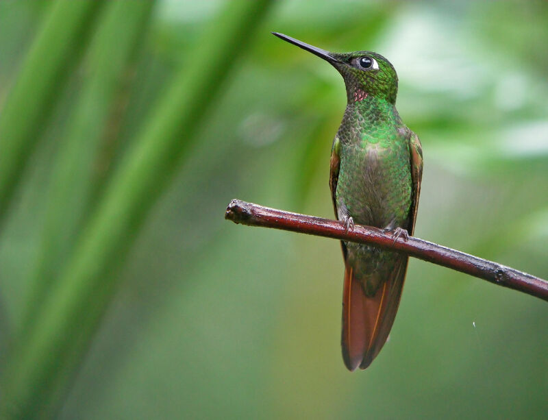 Colibri rubis-émeraude mâle