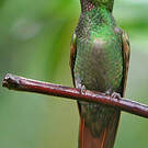 Colibri rubis-émeraude