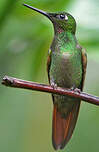 Colibri rubis-émeraude