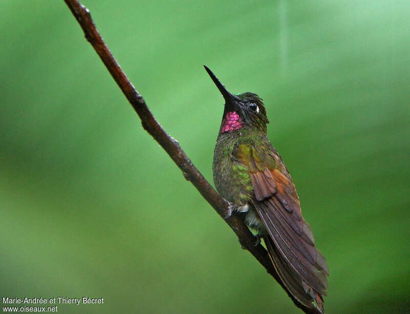 Colibri rubis-émeraude mâle adulte, identification