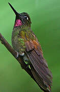 Colibri rubis-émeraude