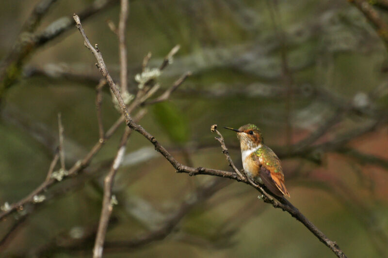 Colibri scintillant