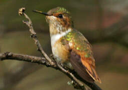 Scintillant Hummingbird