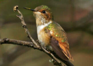 Colibri scintillant