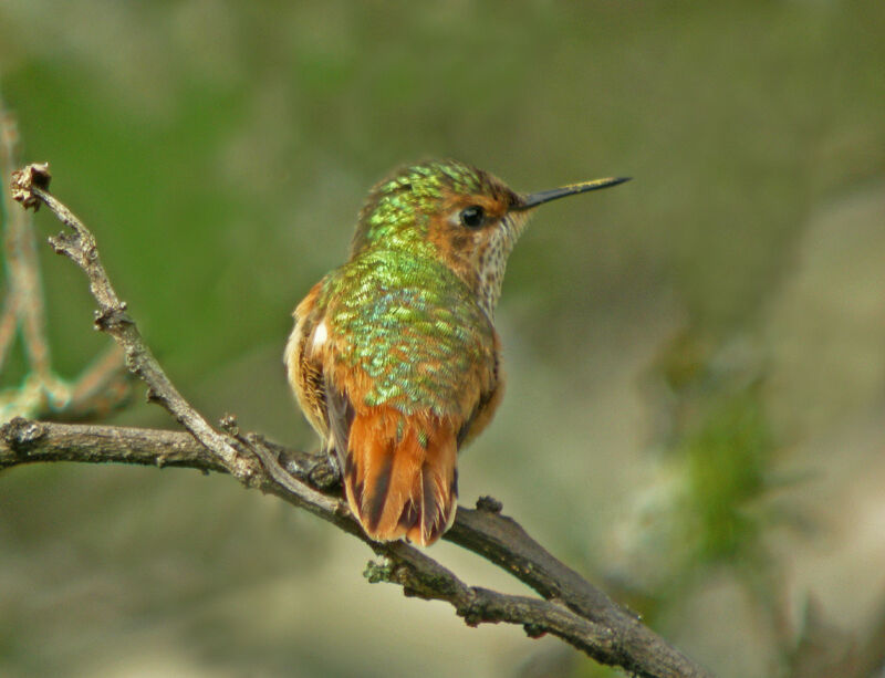 Scintillant Hummingbird