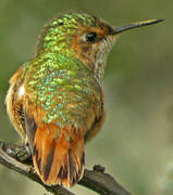 Colibri scintillant