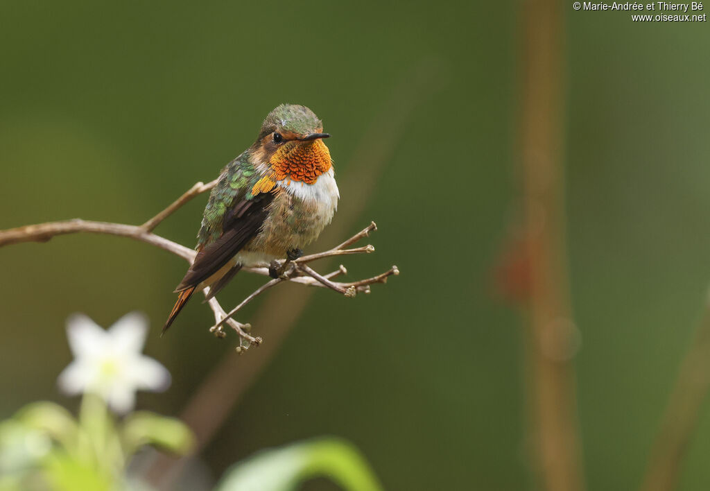 Scintillant Hummingbird