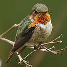 Colibri scintillant