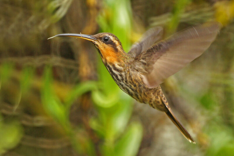 Saw-billed Hermit