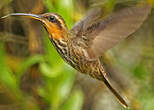 Colibri tacheté