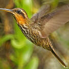Colibri tacheté