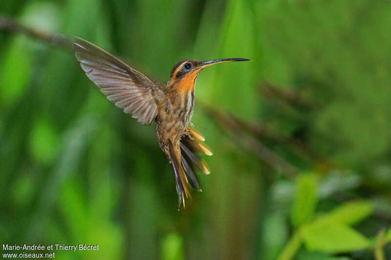 Colibri tachetéadulte