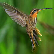 Saw-billed Hermit