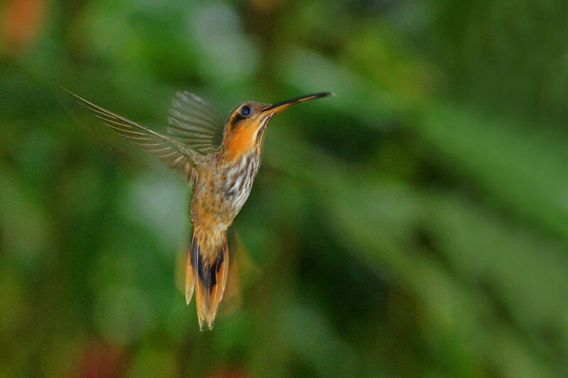 Saw-billed Hermit