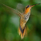 Colibri tacheté