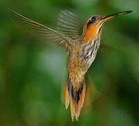 Saw-billed Hermit