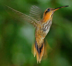 Colibri tacheté