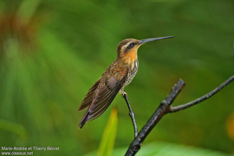 Colibri tachetéadulte, identification