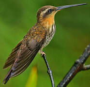 Colibri tacheté