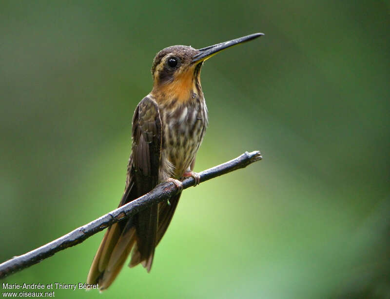 Colibri tachetéadulte