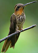 Saw-billed Hermit