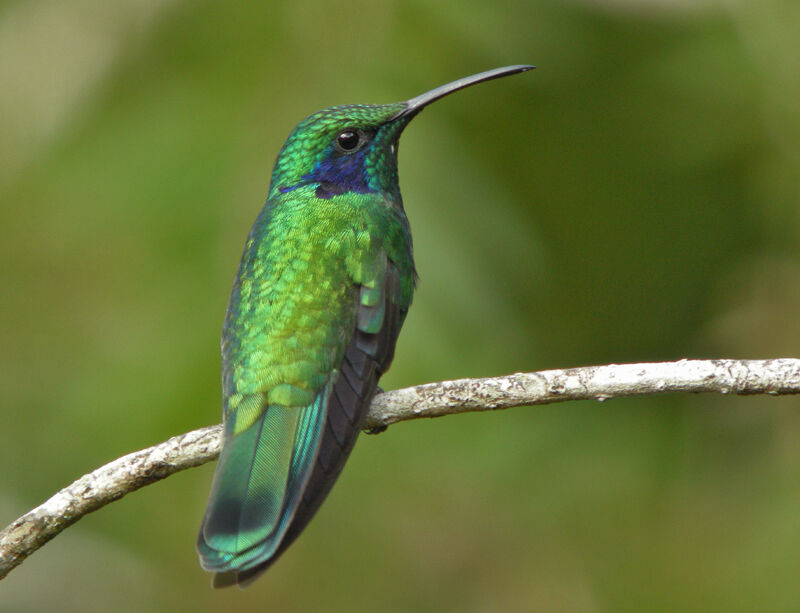 Colibri thalassin