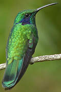 Mexican Violetear