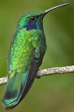 Colibri thalassin