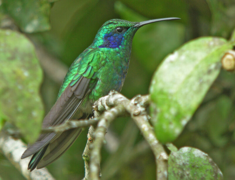 Colibri thalassin