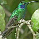 Colibri thalassin