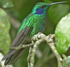 Colibri thalassin