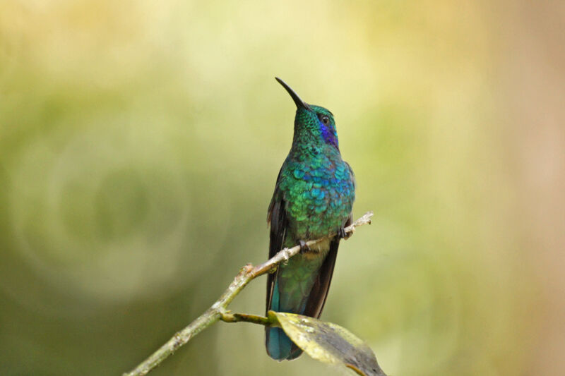 Mexican Violetear