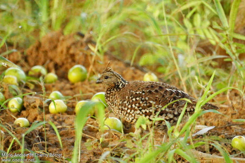 Crested Bobwhite female adult, identification