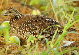 Crested Bobwhite