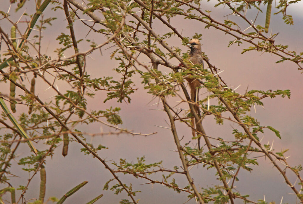 White-headed Mousebird