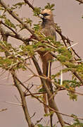 White-headed Mousebird