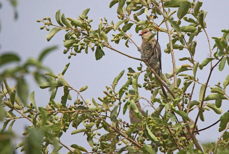 Blue-naped Mousebird