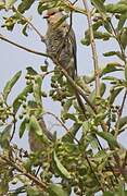 Blue-naped Mousebird