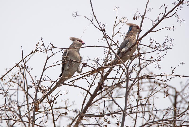 Blue-naped Mousebird